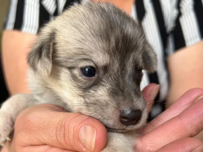 Cachorro ra a SRD-ViraLata idade Abaixo de 2 meses nome Sem nome ainda 
