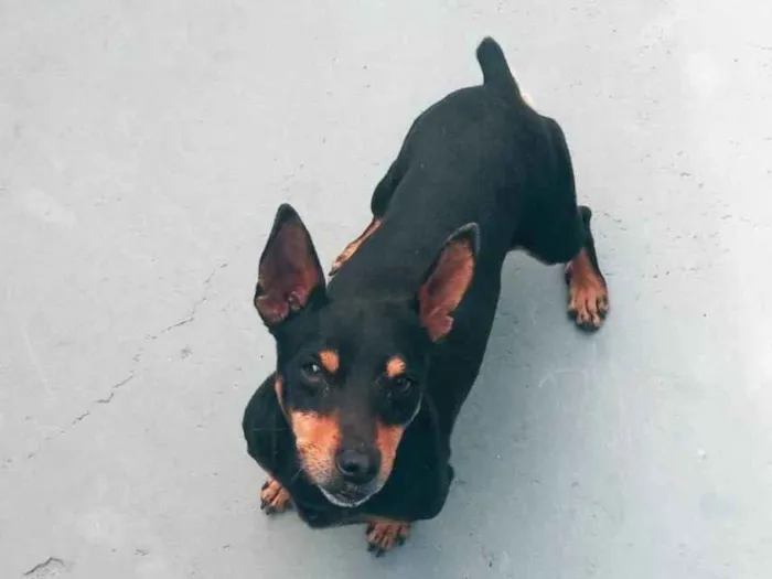 Cachorro ra a Pinscher idade 1 ano nome boby