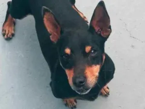 Cachorro raça Pinscher idade 1 ano nome boby