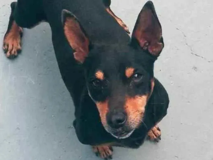 Cachorro ra a Pinscher idade 1 ano nome boby