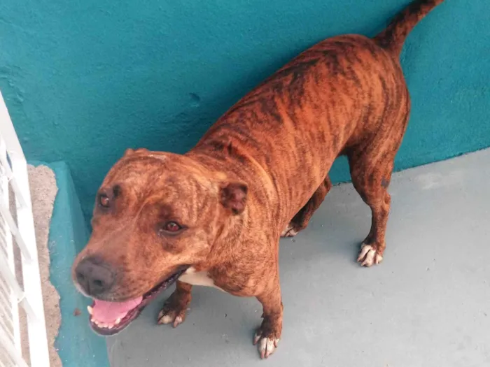 Cachorro ra a Não sei a raca idade nome Mel
