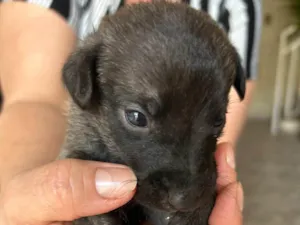 Cachorro raça SRD-ViraLata idade Abaixo de 2 meses nome Sem nome 