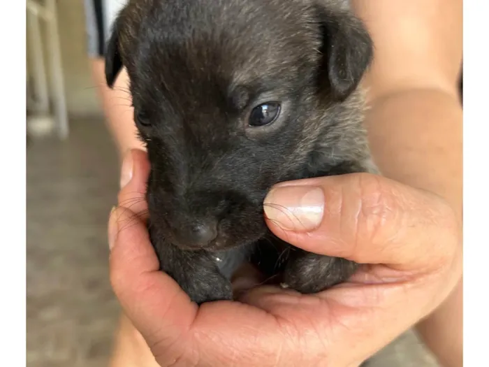Cachorro ra a SRD-ViraLata idade Abaixo de 2 meses nome Sem nome 