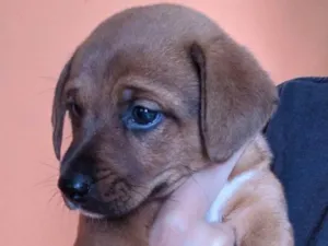 Cachorro raça SRD-ViraLata idade Abaixo de 2 meses nome Lua