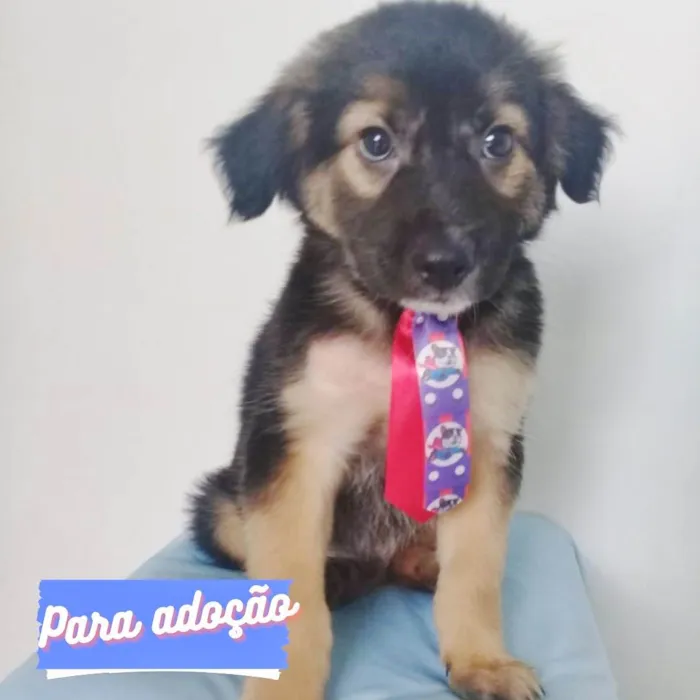 Cachorro ra a SRD-ViraLata idade 2 a 6 meses nome BEBÊ BLUROSE MACHO