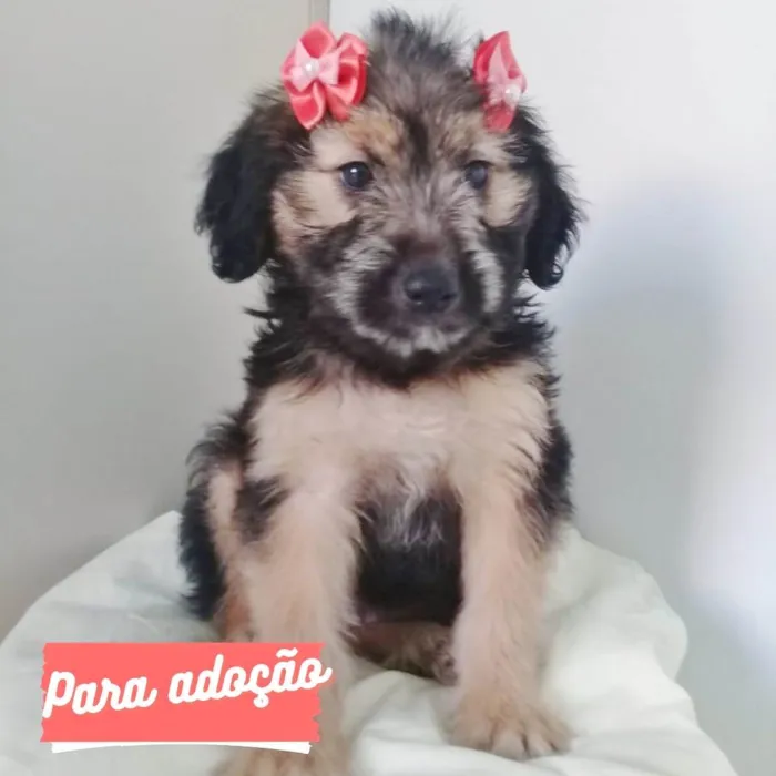 Cachorro ra a SRD-ViraLata idade 2 a 6 meses nome BEBÊ MENINA