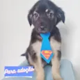 BEBÊ BLUE