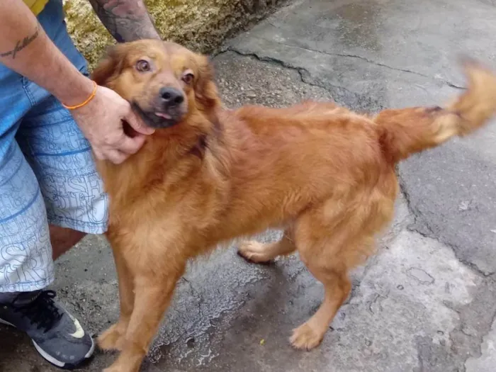 Cachorro ra a SRD-ViraLata idade 3 anos nome Milagre