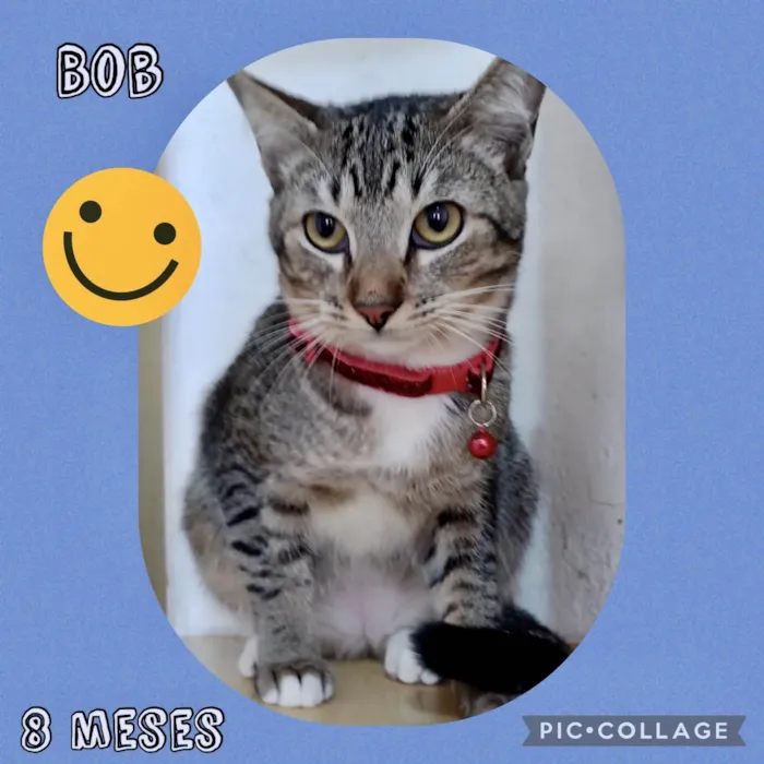 Gato ra a Srd idade 7 a 11 meses nome Yuri