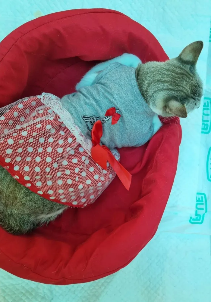 Gato ra a SRD-ViraLata idade 1 ano nome Sandy