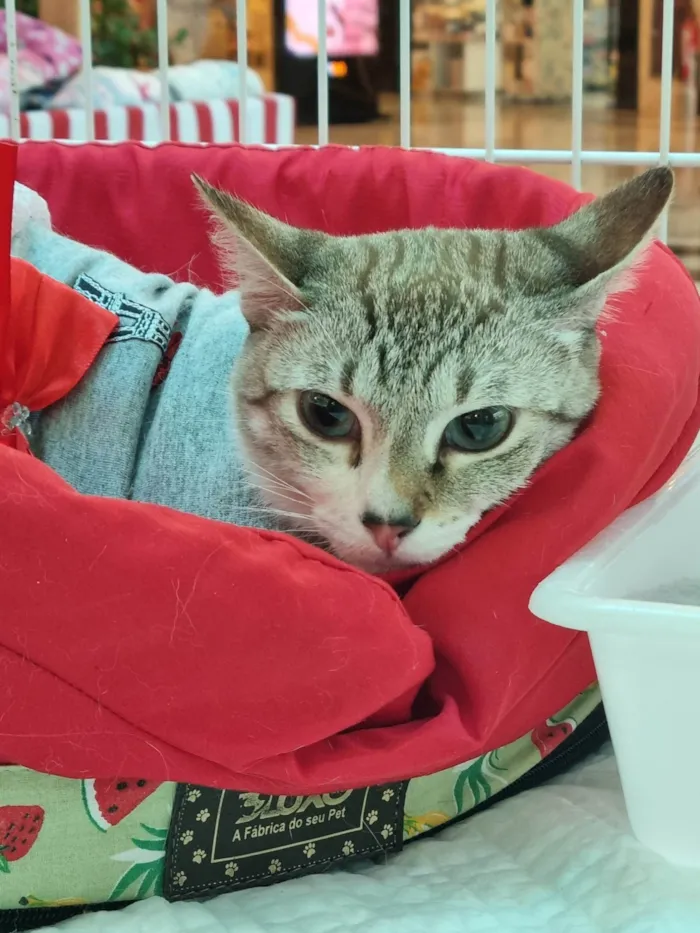 Gato ra a SRD-ViraLata idade 1 ano nome Sandy