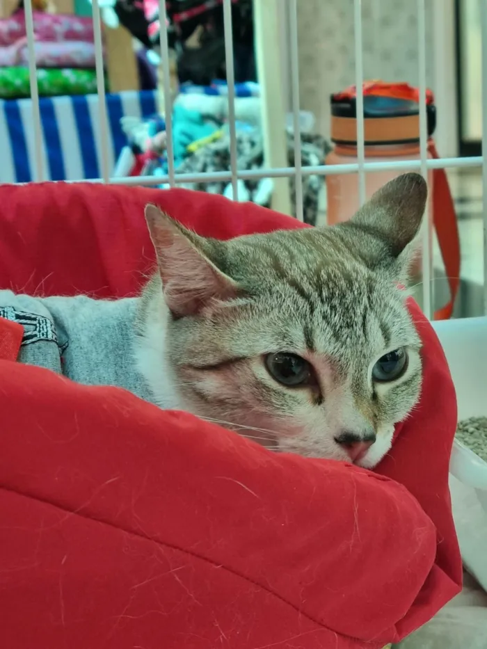 Gato ra a SRD-ViraLata idade 1 ano nome Sandy