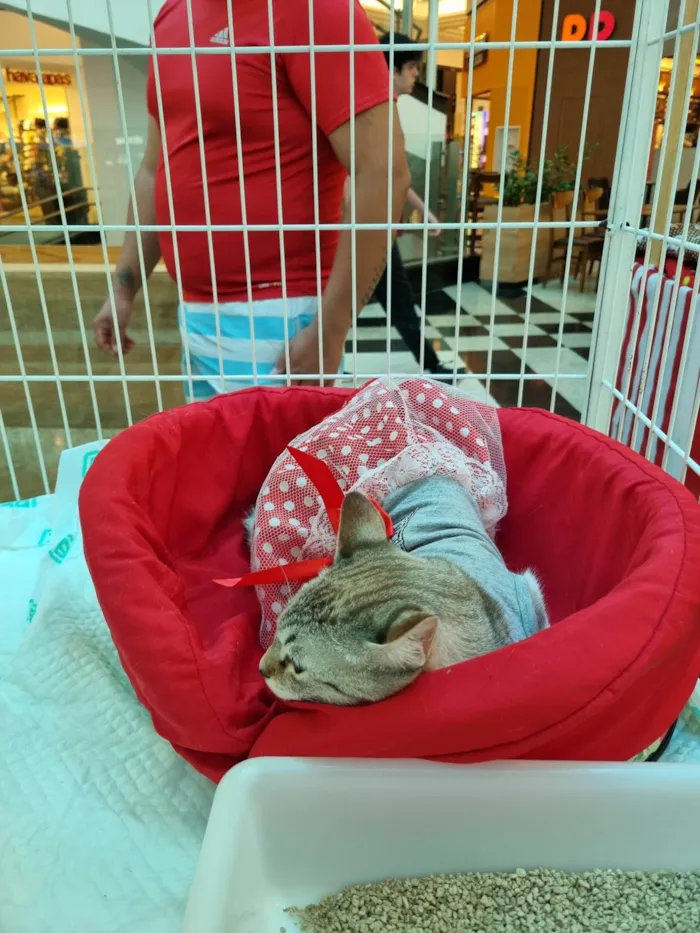 Gato ra a SRD-ViraLata idade 1 ano nome Sandy