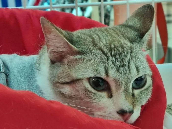 Gato ra a SRD-ViraLata idade 1 ano nome Sandy