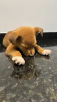 Chico