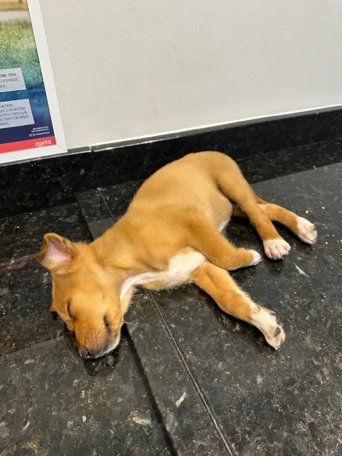 Cachorro ra a Labrador misto idade 2 a 6 meses nome Chico