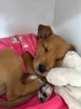 Chico