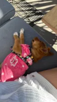 Chico