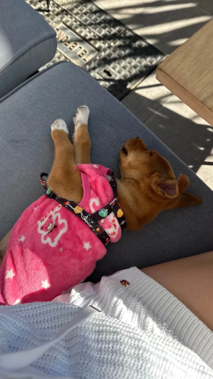 Cachorro ra a Labrador misto idade 2 a 6 meses nome Chico