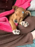 Chico