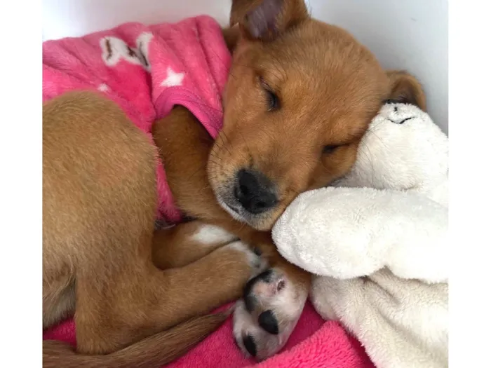 Cachorro ra a Labrador misto idade 2 a 6 meses nome Chico