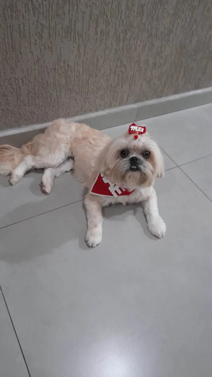 Cachorro ra a Shitzu idade 4 anos nome Amora