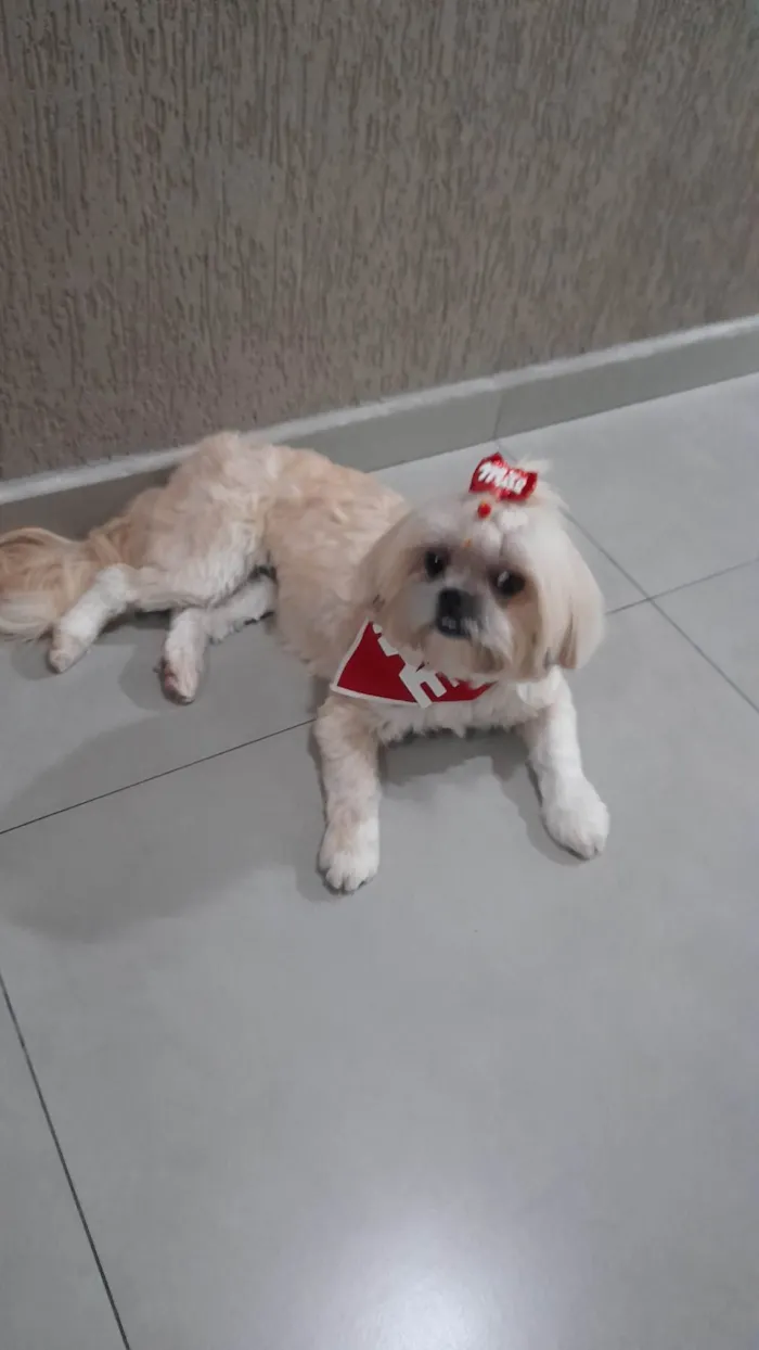 Cachorro ra a Shitzu idade 4 anos nome Amora