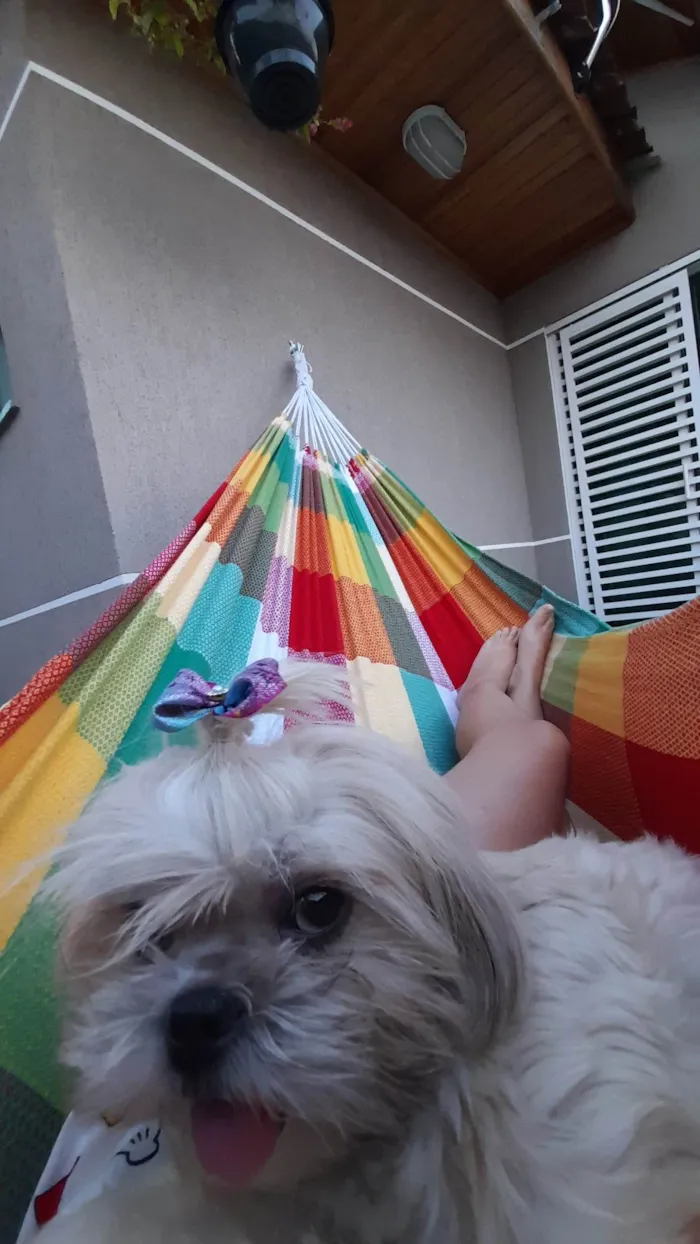 Cachorro ra a Shitzu idade 4 anos nome Amora