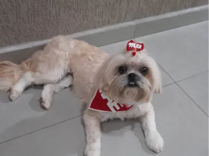 Cachorro raça Shitzu idade 4 anos nome Amora
