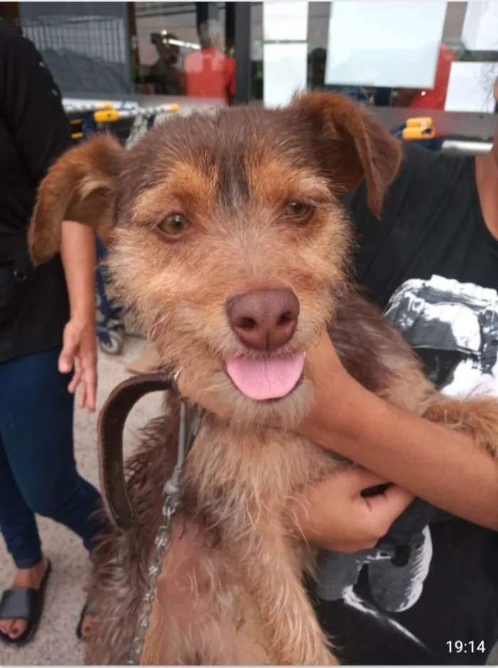 Cachorro ra a SRD-ViraLata idade 1 ano nome LOBINHO, 1 ano