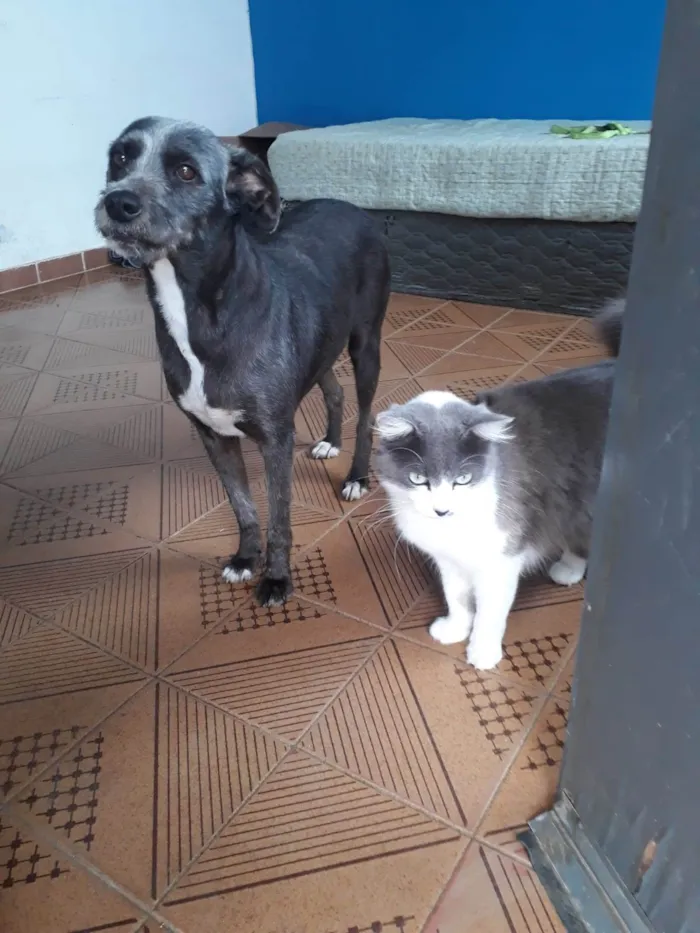 Cachorro ra a SRD-ViraLata idade 2 anos nome Berenice