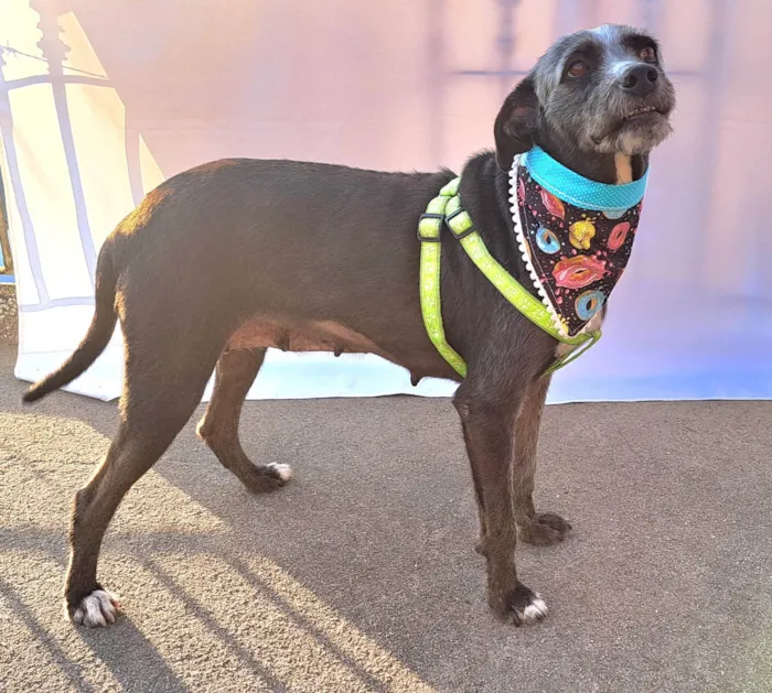 Cachorro ra a SRD-ViraLata idade 2 anos nome Berenice