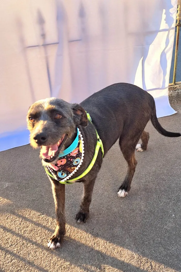 Cachorro ra a SRD-ViraLata idade 2 anos nome Berenice