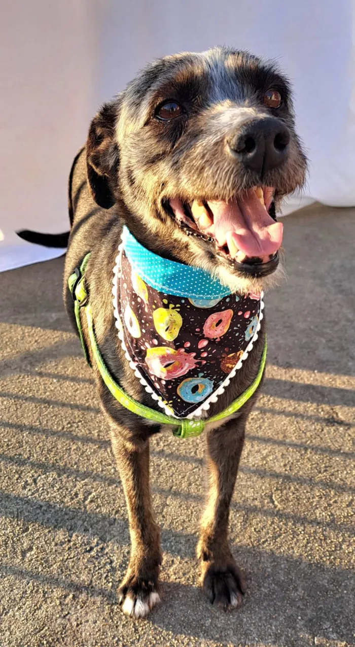 Cachorro ra a SRD-ViraLata idade 2 anos nome Berenice