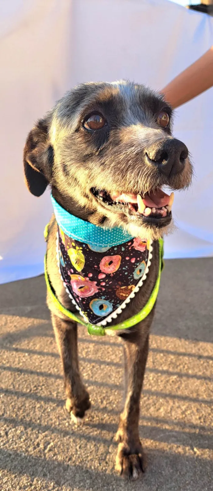 Cachorro ra a SRD-ViraLata idade 2 anos nome Berenice