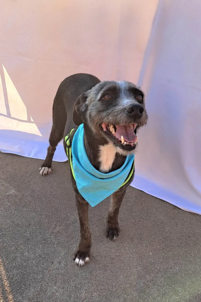 Cachorro ra a SRD-ViraLata idade 2 anos nome Berenice