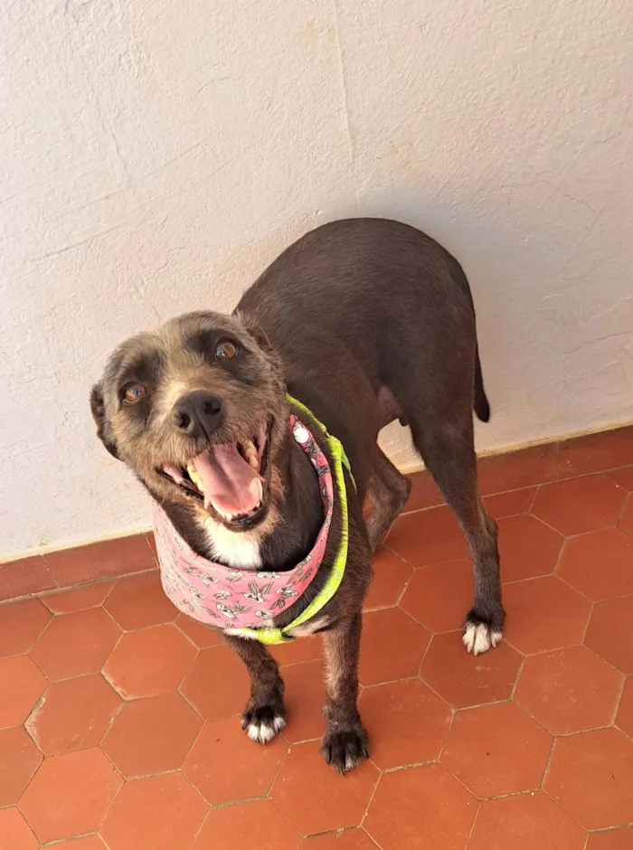 Cachorro ra a SRD-ViraLata idade 2 anos nome Berenice