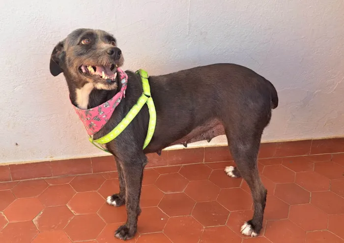 Cachorro ra a SRD-ViraLata idade 2 anos nome Berenice