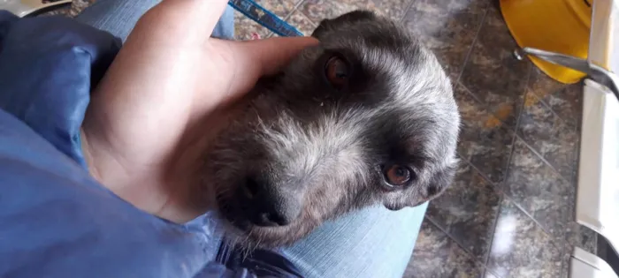 Cachorro ra a SRD-ViraLata idade 2 anos nome Berenice