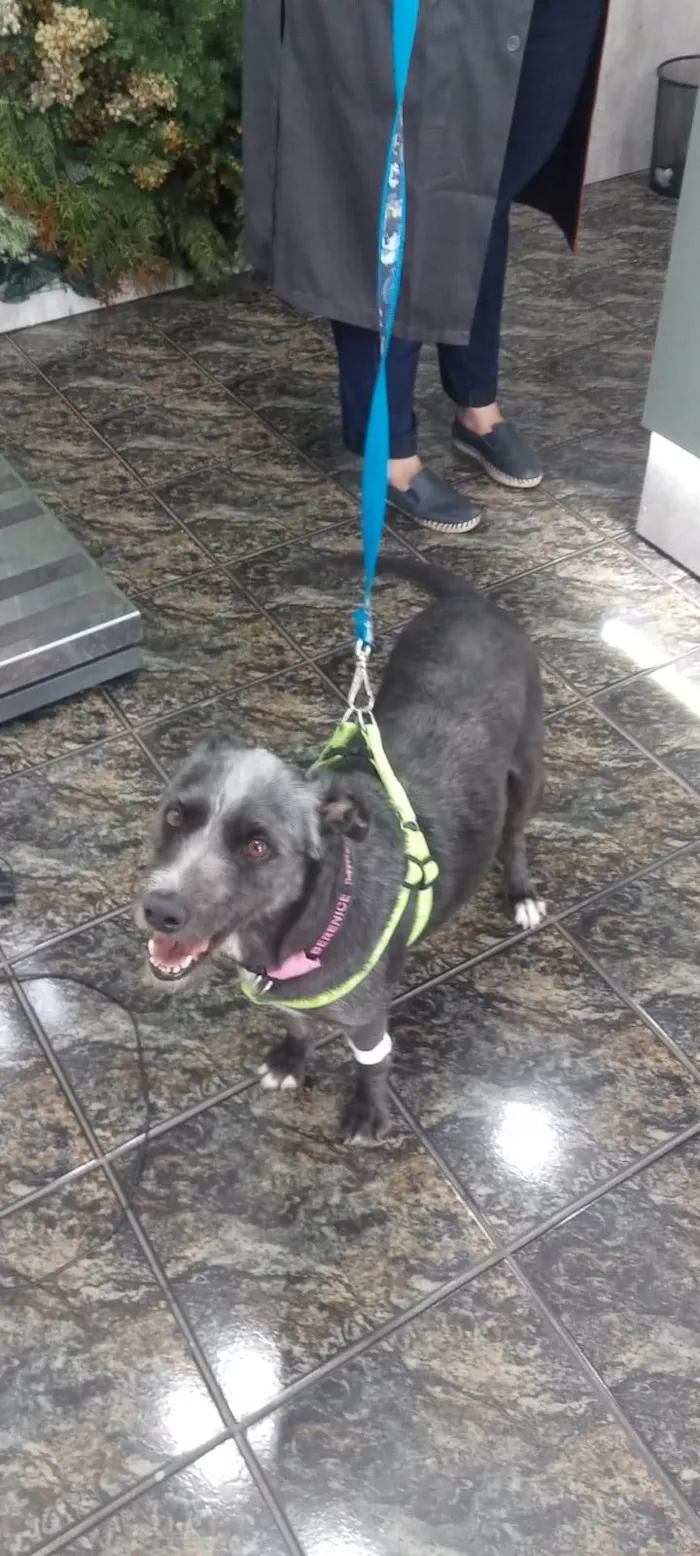Cachorro ra a SRD-ViraLata idade 2 anos nome Berenice