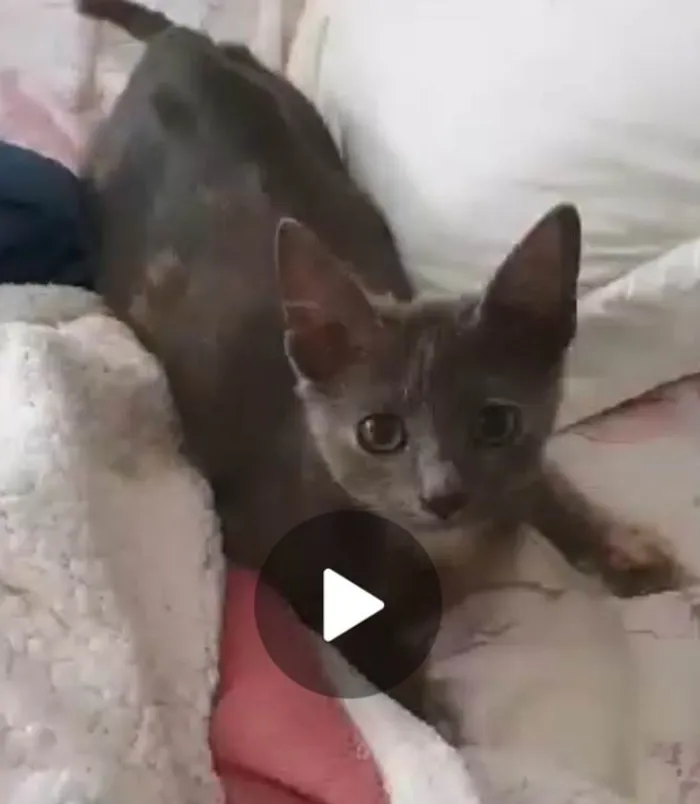 Gato ra a Srd  idade 2 a 6 meses nome Gaia