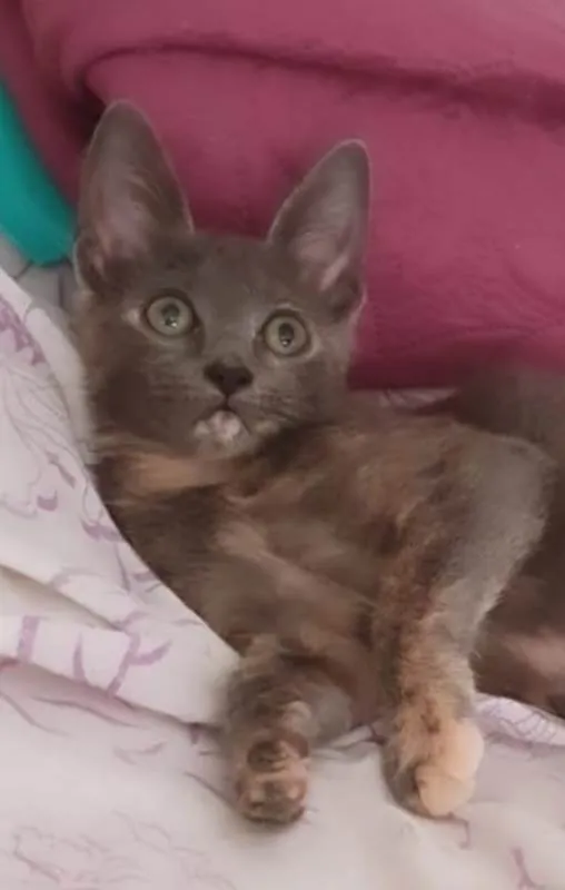 Gato ra a Srd  idade 2 a 6 meses nome Gaia