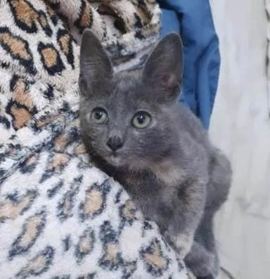 Gato ra a Srd  idade 2 a 6 meses nome Gaia