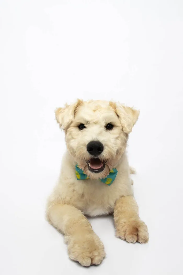 Cachorro ra a SRD-ViraLata idade 1 ano nome Frederico