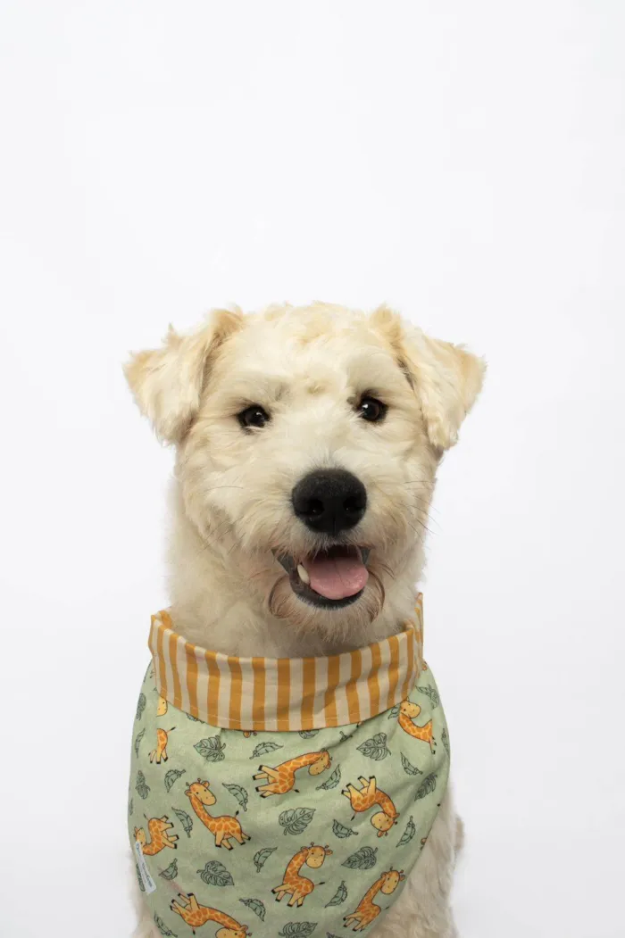 Cachorro ra a SRD-ViraLata idade 1 ano nome Frederico