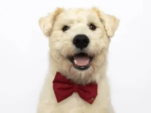 Cachorro raça SRD-ViraLata idade 1 ano nome Frederico