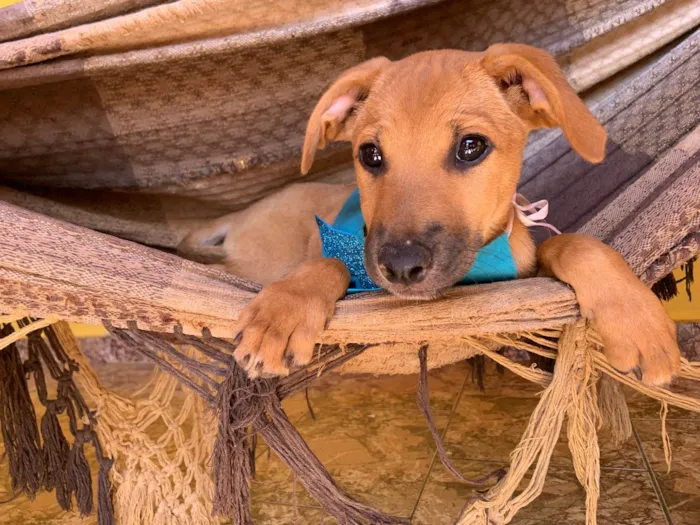 Cachorro ra a SRD-ViraLata idade Abaixo de 2 meses nome Bilico