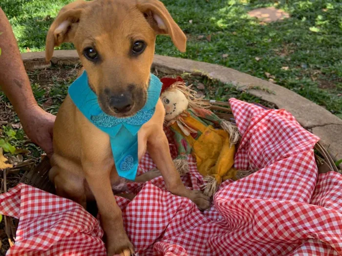 Cachorro ra a SRD-ViraLata idade Abaixo de 2 meses nome Bilico