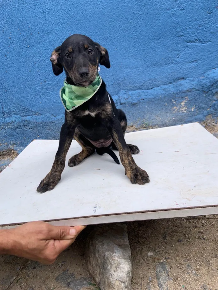 Cachorro ra a SRD-ViraLata idade Abaixo de 2 meses nome Bulofo