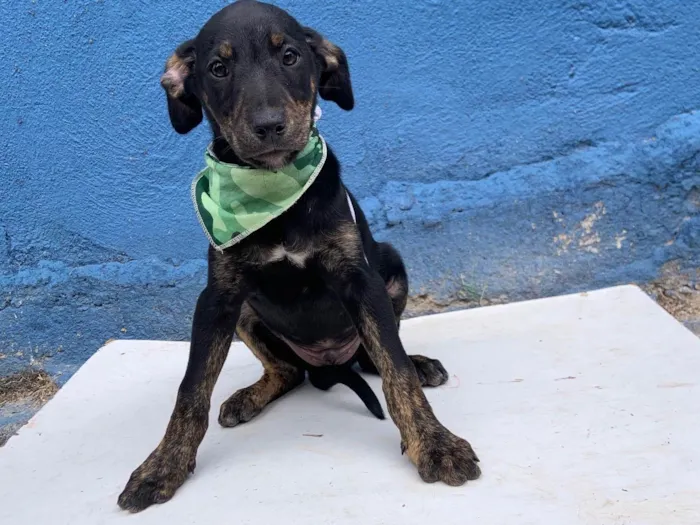 Cachorro ra a SRD-ViraLata idade Abaixo de 2 meses nome Bulofo